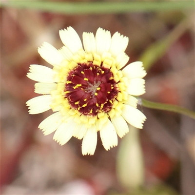 Tolpis barbata (Yellow Hawkweed) at Gundaroo, NSW - 11 Nov 2024 by ConBoekel