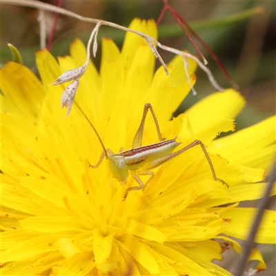 Conocephalus semivittatus (Meadow katydid) at Gundaroo, NSW - 11 Nov 2024 by ConBoekel