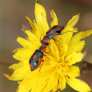 Dicranolaius villosus at Gundaroo, NSW - 11 Nov 2024