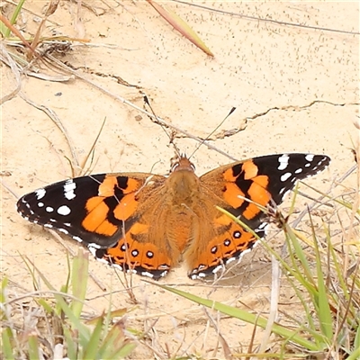 Vanessa kershawi (Australian Painted Lady) at Gundaroo, NSW - 11 Nov 2024 by ConBoekel