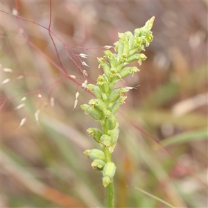 Microtis unifolia at Gundaroo, NSW - suppressed