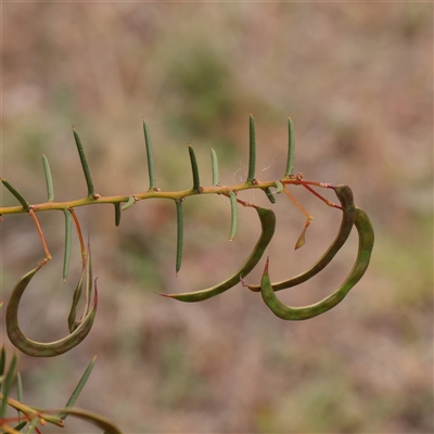 Acacia genistifolia (Early Wattle) at Gundaroo, NSW - 11 Nov 2024 by ConBoekel