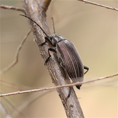 Homotrysis scutellaris (Darkling beetle) at Gundaroo, NSW - 11 Nov 2024 by ConBoekel