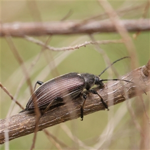 Homotrysis scutellaris at Gundaroo, NSW - 11 Nov 2024 10:50 AM