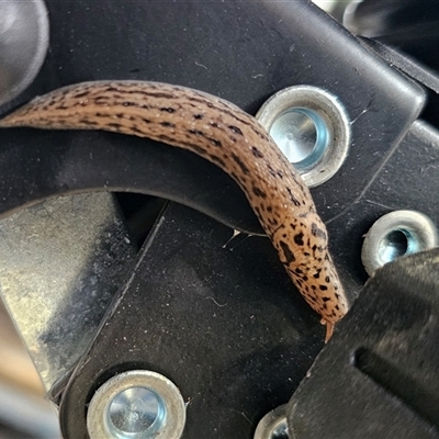 Limax maximus (Leopard Slug, Great Grey Slug) at Anembo, NSW - 5 Nov 2024 by Csteele4