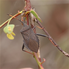 Amorbus sp. (genus) (Eucalyptus Tip bug) at Gundaroo, NSW - 10 Nov 2024 by ConBoekel