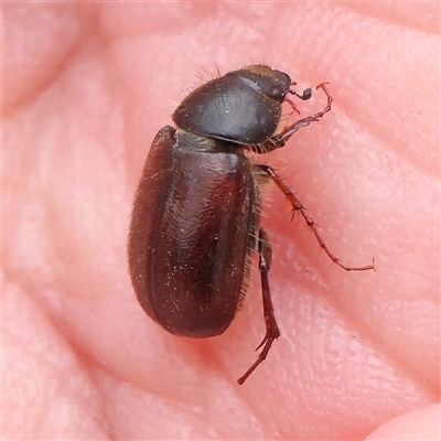 Heteronyx sp. (genus) (Scarab beetle) at Gundaroo, NSW - 10 Nov 2024 by ConBoekel