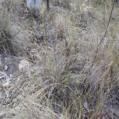 Rytidosperma pallidum (Red-anther Wallaby Grass) at Fadden, ACT - 12 Nov 2024 by LPadg