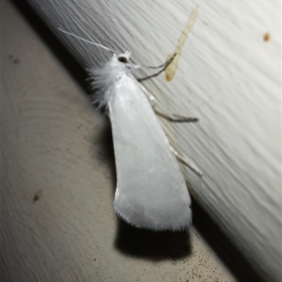 Tipanaea patulella (The White Crambid moth) at Goulburn, NSW - 12 Nov 2024 by glbn1