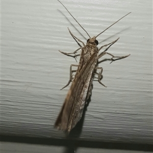 Geometridae (family) ADULT at Goulburn, NSW - 12 Nov 2024