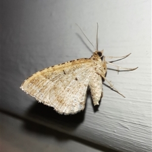 Geometridae (family) ADULT at Goulburn, NSW - 12 Nov 2024