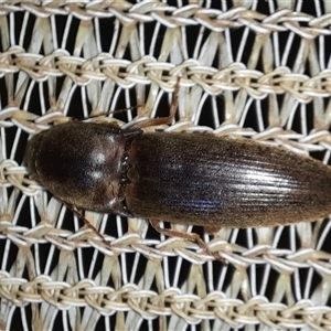 Elateridae sp. (family) at Goulburn, NSW - 12 Nov 2024