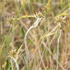 Euchiton japonicus (Creeping Cudweed) at Gundaroo, NSW - 10 Nov 2024 by ConBoekel