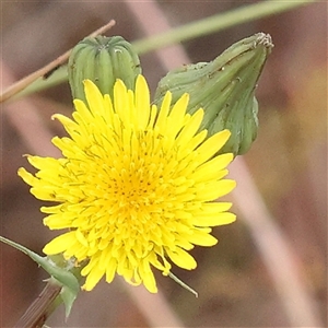 Sonchus oleraceus at Gundaroo, NSW - 11 Nov 2024 10:45 AM