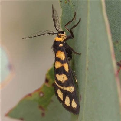 Asura lydia (Lydia Lichen Moth) at Gundaroo, NSW - 11 Nov 2024 by ConBoekel