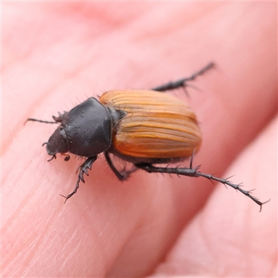 Phyllotocus rufipennis (Nectar scarab) at Gundaroo, NSW - 11 Nov 2024 by ConBoekel