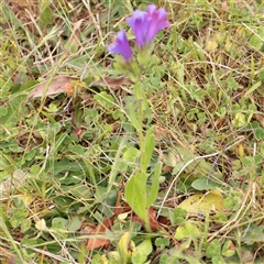 Echium plantagineum (Paterson's Curse) at Gundaroo, NSW - 10 Nov 2024 by ConBoekel