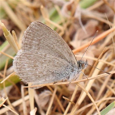 Zizina otis (Common Grass-Blue) at Gundaroo, NSW - 11 Nov 2024 by ConBoekel