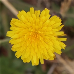 Hypochaeris radicata (Cat's Ear, Flatweed) at Gundaroo, NSW - 11 Nov 2024 by ConBoekel