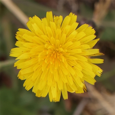 Hypochaeris radicata (Cat's Ear, Flatweed) at Gundaroo, NSW - 11 Nov 2024 by ConBoekel