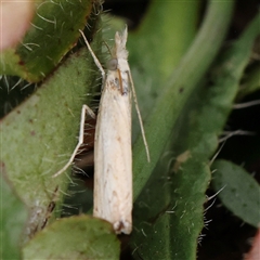 Culladia cuneiferellus (Crambinae moth) at Gundaroo, NSW - 11 Nov 2024 by ConBoekel