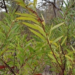 Acacia rubida (Red-stemmed Wattle, Red-leaved Wattle) at Fadden, ACT - 13 Nov 2024 by LPadg