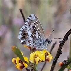 Neolucia agricola (Fringed Heath-blue) at Gundaroo, NSW - 13 Nov 2024 by trevorpreston