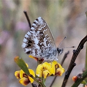 Neolucia agricola at Gundaroo, NSW - 13 Nov 2024 07:49 AM