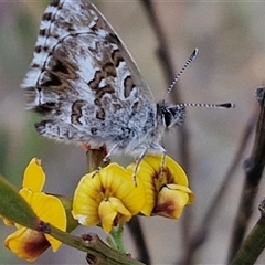 Neolucia agricola at Gundaroo, NSW - 13 Nov 2024 07:49 AM