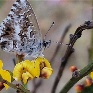 Neolucia agricola at Gundaroo, NSW - 13 Nov 2024