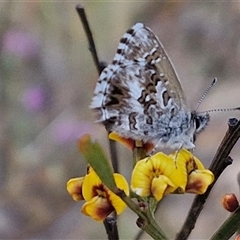 Neolucia agricola at Gundaroo, NSW - 13 Nov 2024 07:49 AM