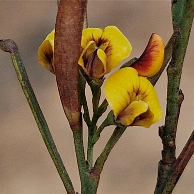 Daviesia leptophylla (Slender Bitter Pea) at Gundaroo, NSW - 12 Nov 2024 by trevorpreston