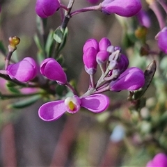 Comesperma ericinum (Heath Milkwort) at Gundaroo, NSW - 13 Nov 2024 by trevorpreston