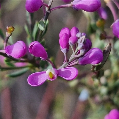 Comesperma ericinum (Heath Milkwort) at Gundaroo, NSW - 12 Nov 2024 by trevorpreston