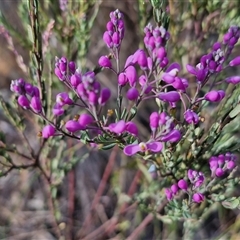 Comesperma ericinum at Gundaroo, NSW - 13 Nov 2024 07:48 AM