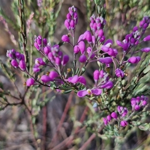 Comesperma ericinum at Gundaroo, NSW - 13 Nov 2024 07:48 AM