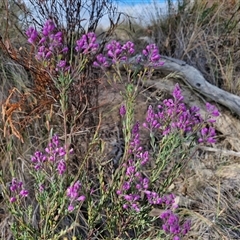 Comesperma ericinum at Gundaroo, NSW - 13 Nov 2024 07:48 AM