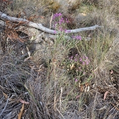 Comesperma ericinum at Gundaroo, NSW - 13 Nov 2024 07:48 AM