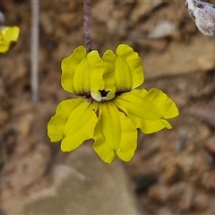 Goodenia hederacea subsp. hederacea (Ivy Goodenia, Forest Goodenia) at Gundaroo, NSW - 13 Nov 2024 by trevorpreston