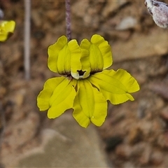 Goodenia hederacea subsp. hederacea (Ivy Goodenia, Forest Goodenia) at Gundaroo, NSW - 12 Nov 2024 by trevorpreston