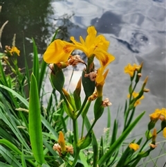 Iris pseudacorus (Yellow Flag) at Acton, ACT - 12 Nov 2024 by MB