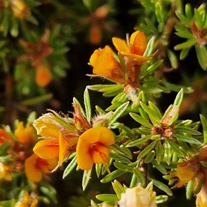 Pultenaea subspicata at Gundaroo, NSW - 13 Nov 2024 07:47 AM