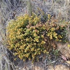 Pultenaea subspicata at Gundaroo, NSW - 13 Nov 2024 07:47 AM