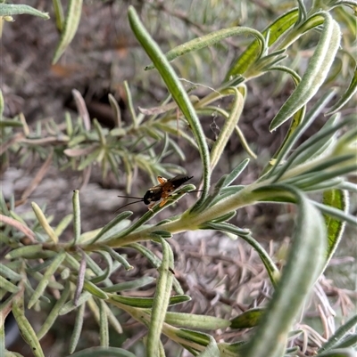 Ichneumonidae (family) (Unidentified ichneumon wasp) at Lawson, ACT - 12 Nov 2024 by mroseby