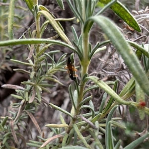 Ichneumonidae (family) at Lawson, ACT - 12 Nov 2024 04:50 PM