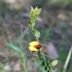 Bossiaea buxifolia by RobG1