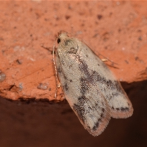 Garrha phoenopis at Jerrabomberra, NSW - suppressed