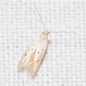 Pycnobathra niphodes at Jerrabomberra, NSW - suppressed