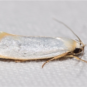 Xylorycta assimilis at Jerrabomberra, NSW - suppressed