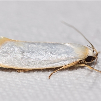 Xylorycta assimilis (A Xyloryctid moth) at Jerrabomberra, NSW - 9 Nov 2024 by DianneClarke